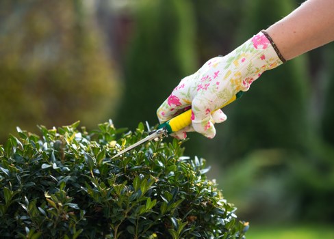 Tree surgeons carrying out professional arboricultural work